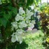Le Bougainvillier et l'ixora