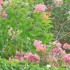 Le Bougainvillier et l'ixora