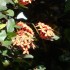 Le Bougainvillier et l'ixora