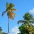 Anse Figuier (Rivière-Pilote)
