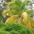 Anse Figuier (Rivière-Pilote)