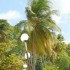 Anse Figuier (Rivière-Pilote)
