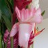 La Rose de porcelaine
