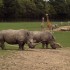 Parc zoologique de Cerza à He