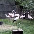 Parc zoologique de Cerza à He