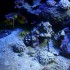 L'Aquarium du Gosier