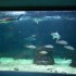 L'Aquarium du Gosier