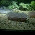 L'Aquarium du Gosier