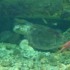 L'Aquarium du Gosier
