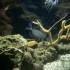 L'Aquarium du Gosier