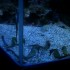 L'Aquarium du Gosier