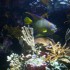 L'Aquarium du Gosier