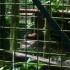 Le parc des Mamelles n°1