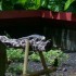 Le parc des Mamelles n°1