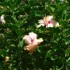 Le Jardin de Balata