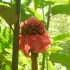 Le Jardin de Balata