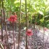 Le Jardin de Balata