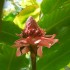 Le Jardin de Balata