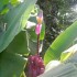 Le Jardin de Balata