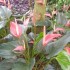 Le Jardin de Balata
