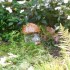 Le Jardin des plantes: l'avis 