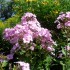 Jardin de Mézidon-Canon