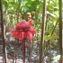 Les souvenirs de Martinique