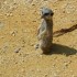 La Planète Sauvage (1 ère pa