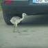 La Planète Sauvage (4 ème pa