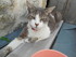 Les chats de Louise