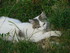 Les chats de Louise