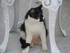 Les chats de Louise