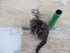 Les chats de Louise