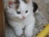 Les chats de Louise