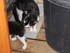 Les chatons de Louise