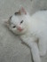 Les chatons de Louise