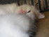 Les chatons de Louise