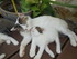 Les chatons de Louise