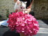 Les chatons et les fleurs