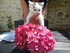 Les chatons et les fleurs