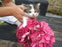 Les chatons et les fleurs