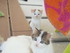 Les chatons et les fleurs