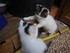 Les chatons et les fleurs