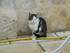 Portrait des chats