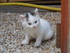 Portrait des chats