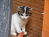 Portrait des chats