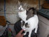Portrait des chats