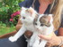 Portrait des chats