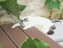 La sieste des chats et des cha