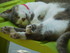 La sieste des chats et des cha